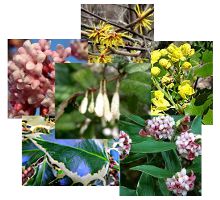Arbustes pour l’hiver (persistants, décoratifs, ou à floraison parfumée)