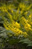 La plante du mois : le mahonia