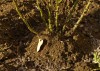 Plantation de rosier. Le pied est butté temporairement pour protéger du gel. (photo : Pichereau)
