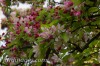 Fleurs de pommier en mai