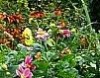 Le jardin de cottage – 3 : les plantes