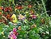 jardin-cottage-plantes