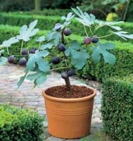 Comment cultiver un arbre fruitier en pot?