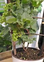 planter une vigne dans un pot