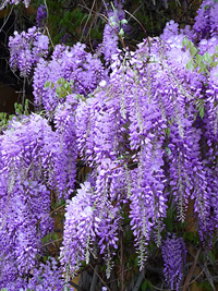 glycine