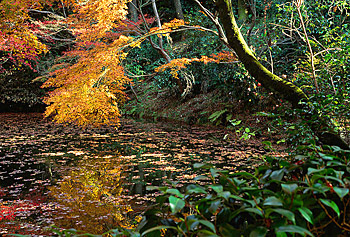 feuilles-bassin