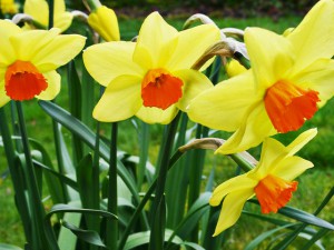 640px-03270001_Welsh_Daffodils